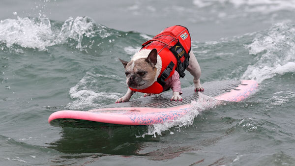 🏄Huntington Beach surf competition is for the dogs🏄