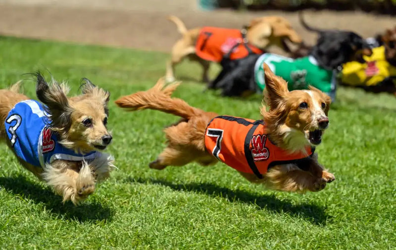 【Dachshunds race for title of 'Fastest Wiener Dog in the West'】