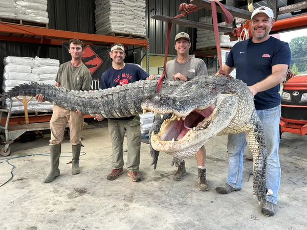 【Massive alligator captured in Mississippi is a new state record. ‘Nightmare material’】
