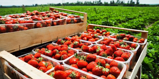 【California Strawberries】