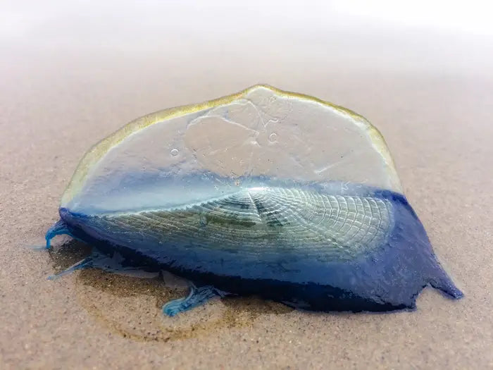 【Blue jelly-like creatures washing up on shore in Huntington Beach and the South Bay.】