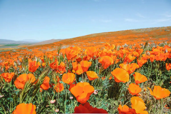 【Poppies are in full bloom in California】